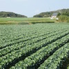 周辺は若松野菜の産地