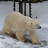 旭山動物園のホッキョクグマ