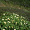 旭岳　高山植物の花畑
