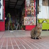 にゃん