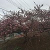 河津桜