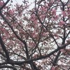河津桜下から