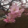河津桜アップ