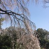 枝垂れ桜