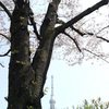 さくらとスカイツリー