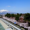屋上から岩木山と外濠の桜を望む