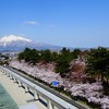 屋上から岩木山と外濠の桜を望む