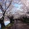西堀の桜のトンネル