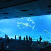 美ら海水族館