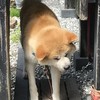190721日　秋田　秋田犬