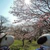 桜を満喫中～4月下旬にお花見ができるのはいいねぇ。