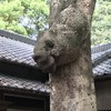 御神木に熊の頭のようなコブがあります。