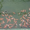⑱金魚展示飼育池