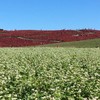 蕎麦の花とコキア