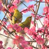 花の蜜をついばむ2羽のメジロ