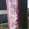 ⑮さくらまつり
