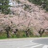 風が吹いて花吹雪～