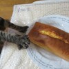 うわ　猫の手が伸びた！