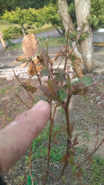 珍種☆レインボーユーカリ2.6M(鉢底から) レインボーユーカリ復活の