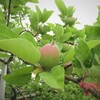 りんごも少しづつ大きくなってマス