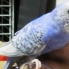 ピスケ