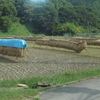稲刈りも終わりました～