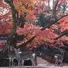 紅葉と鹿