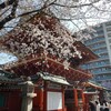 随神門と桜