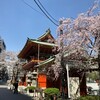 随神門と桜