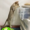 猫は長いっす