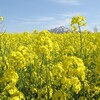 菜の花の匂いもかなりします