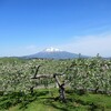 りんご畑と岩木山