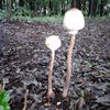 背高キノコ