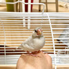 文鳥 おそば♀（手乗り）