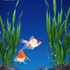 （７）ポケット金魚　３