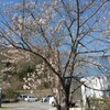 リゾート内の桜です。