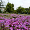 ④ 時季を終えそうな芝桜
