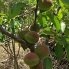 山形3号は良い実が生ります。