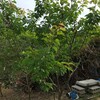 地植え植樹6年目の山形3号です。