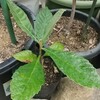 昨年に発芽して1年経ったビワの黄覆輪の苗。