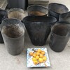 今年も実生苗作成にチャレンジします。
