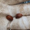 黄覆輪の種です。