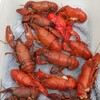 茹でたてのウチダザリガニです。