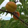 大実アンズの「巨紅」です。