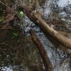 川内の堆積物を漁るとザリが出て来ます。