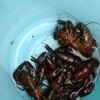 今年初の釣果です。