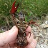 チビザリを抱えたメス個体です。