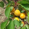 アンズの「幸福丸」も沢山生りました。