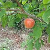 アンズ「紅浅間」を初収穫です。