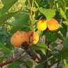 広島大杏(広島大実)も沢山生りました。
